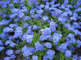 MYOSOTIS NANO VITTORIA BLU 1 Pacchetto